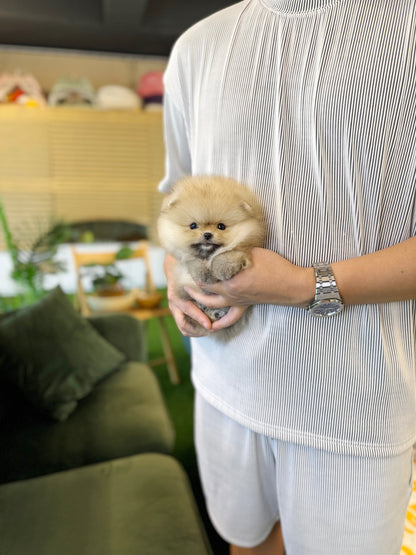 Pomeranian - Aya(Female) - Beautiful puppy teacup puppy with adorable features available for adoption from Velydog
