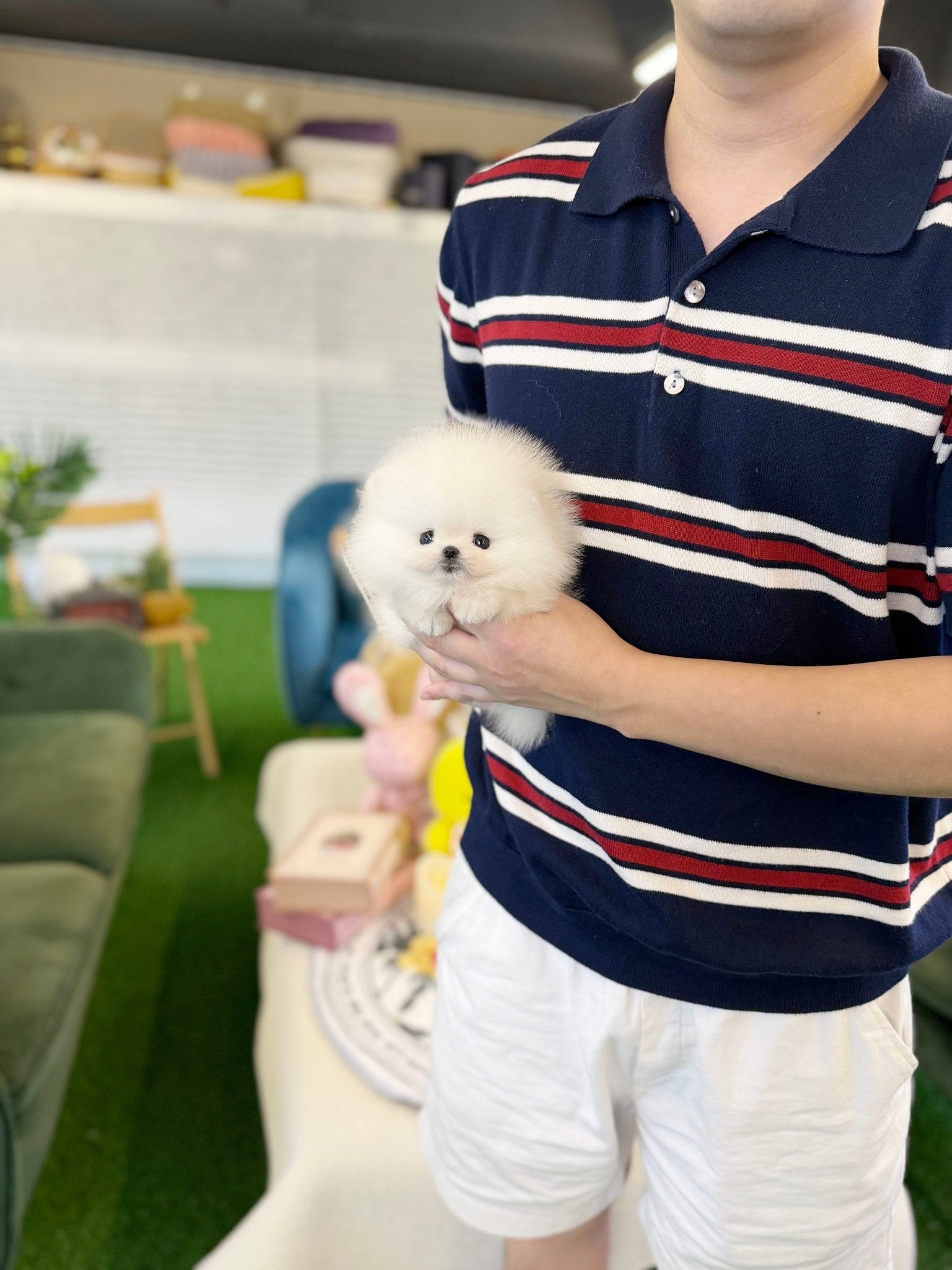 Pomeranian - Baba(Female) - Beautiful puppy teacup puppy with adorable features available for adoption from Velydog