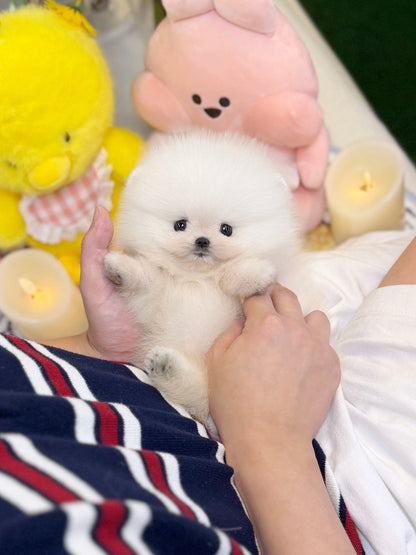 Pomeranian - Baba(Female) - Beautiful puppy teacup puppy with adorable features available for adoption from Velydog