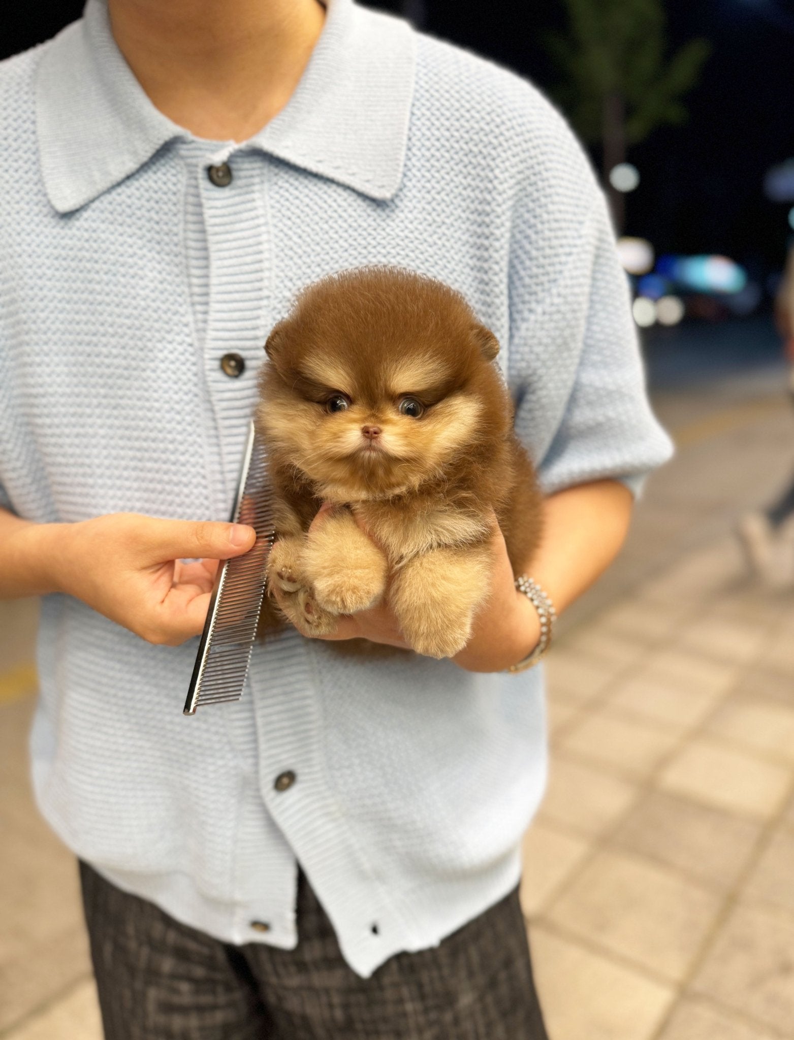 Pomeranian - Bailey(Male) - Beautiful puppy teacup puppy with adorable features available for adoption from Velydog