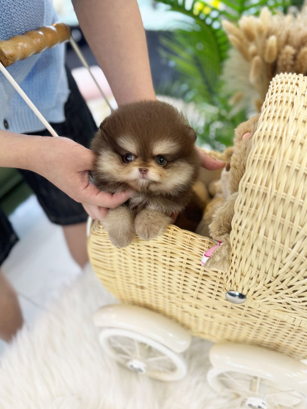 Pomeranian - Bailey(Male) - Beautiful puppy teacup puppy with adorable features available for adoption from Velydog