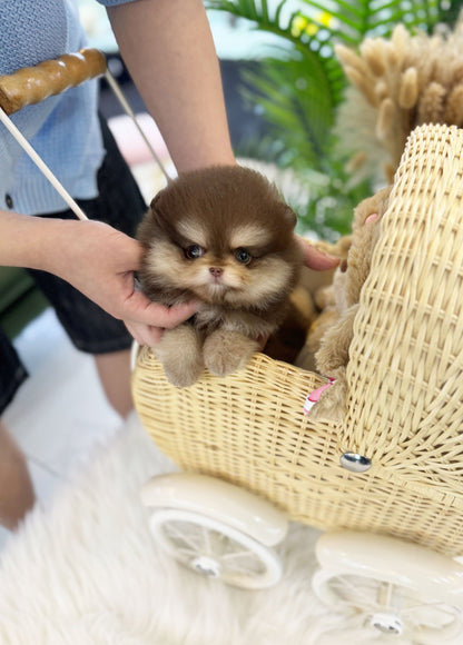 Pomeranian - Bailey(Male) - Beautiful puppy teacup puppy with adorable features available for adoption from Velydog