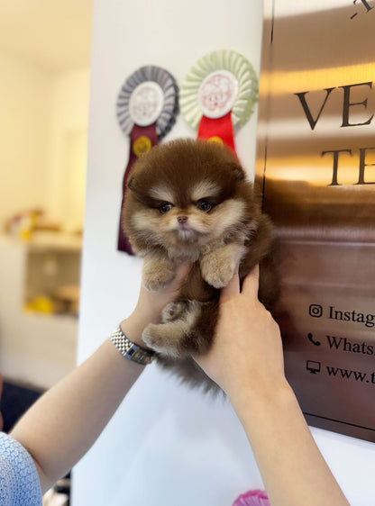 Pomeranian - Bailey(Male) - Beautiful puppy teacup puppy with adorable features available for adoption from Velydog