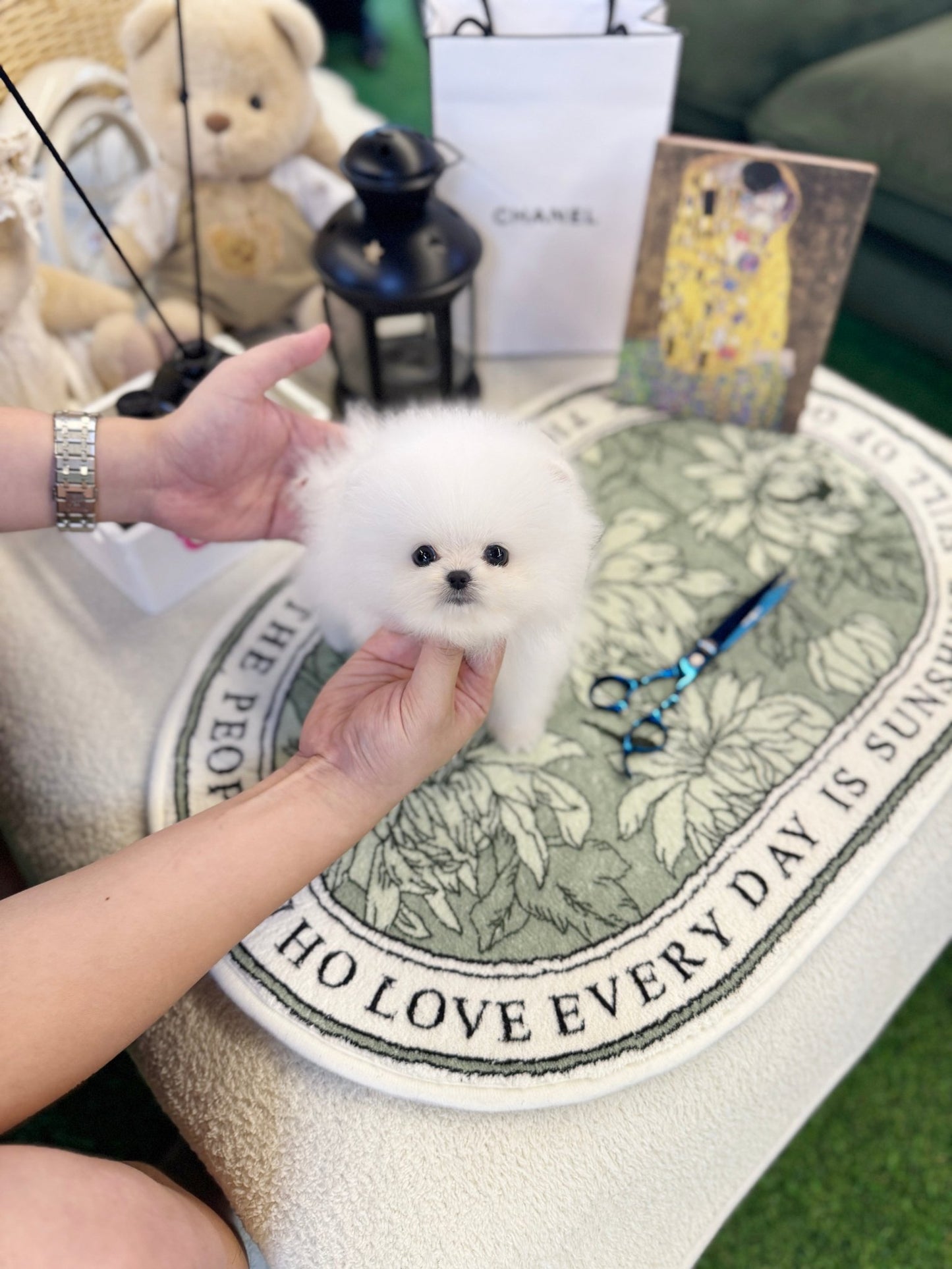 Pomeranian - Baloo(Female) - Beautiful puppy teacup puppy with adorable features available for adoption from Velydog