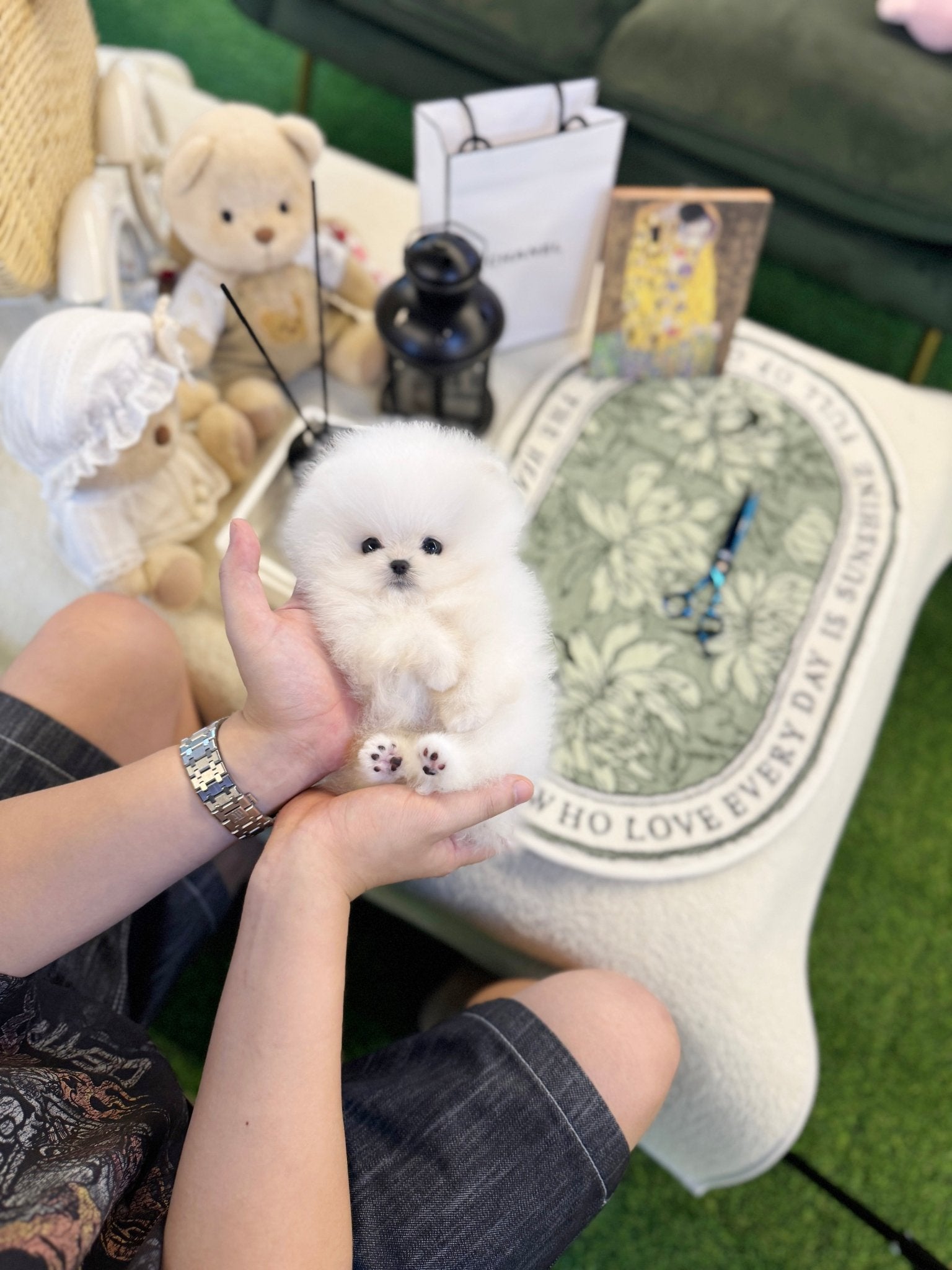 Pomeranian - Baloo(Female) - Beautiful puppy teacup puppy with adorable features available for adoption from Velydog