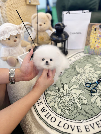 Pomeranian - Baloo(Female) - Beautiful puppy teacup puppy with adorable features available for adoption from Velydog