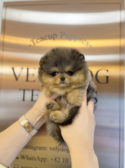 Pomeranian - Bear(Male) - Beautiful puppy teacup puppy with adorable features available for adoption from Velydog