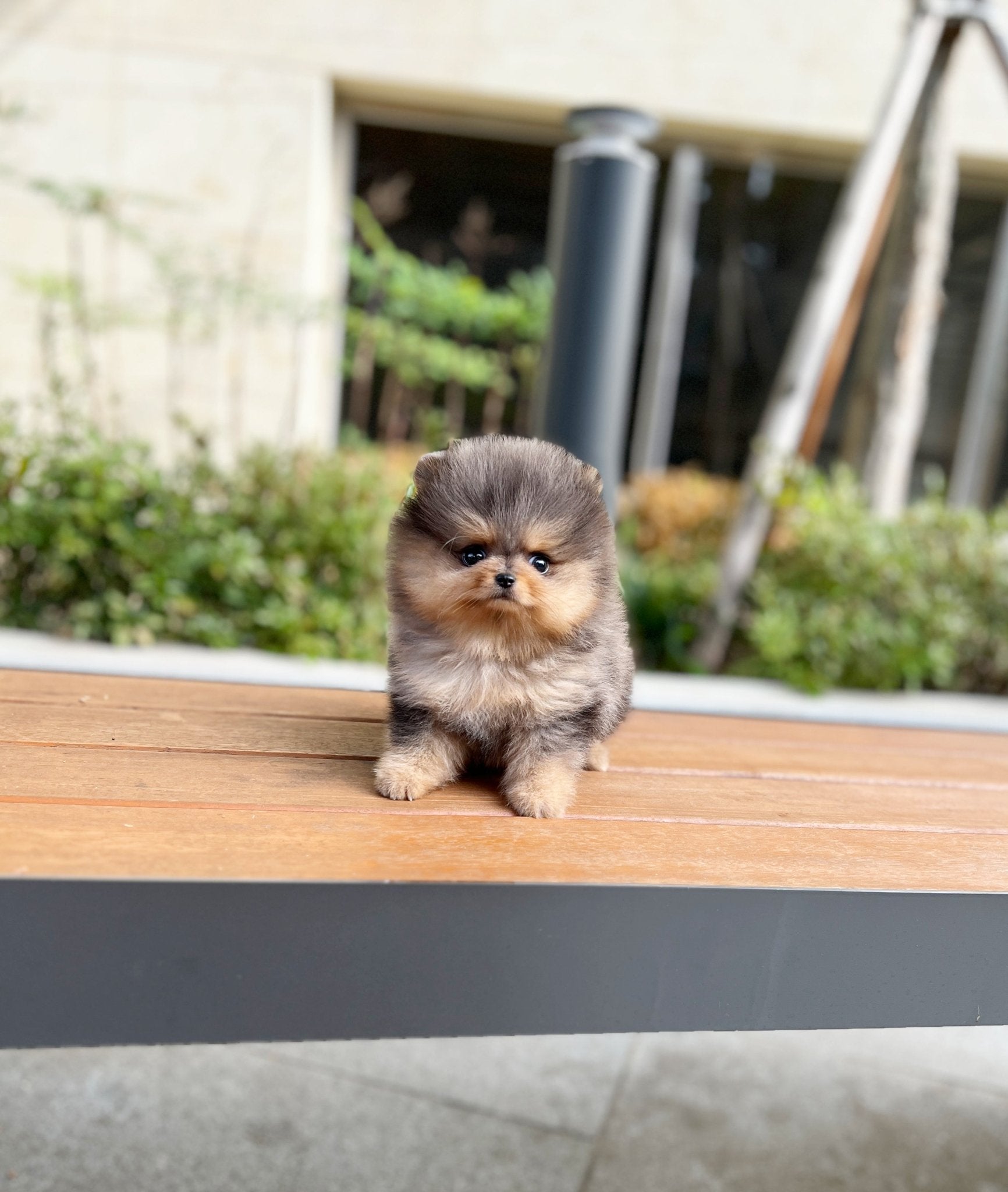 Pomeranian - Bear(Male) - Beautiful puppy teacup puppy with adorable features available for adoption from Velydog