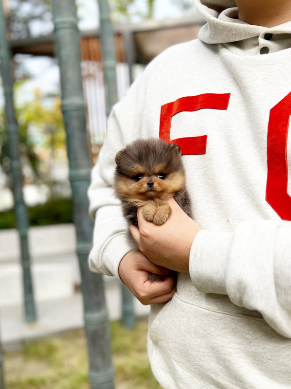 Pomeranian - Bear(Male) - Beautiful puppy teacup puppy with adorable features available for adoption from Velydog