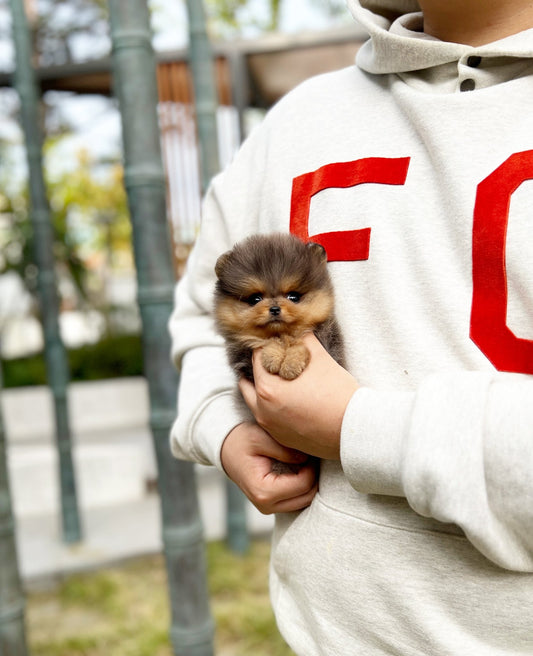 Pomeranian - Bear(Male) - Beautiful puppy teacup puppy with adorable features available for adoption from Velydog