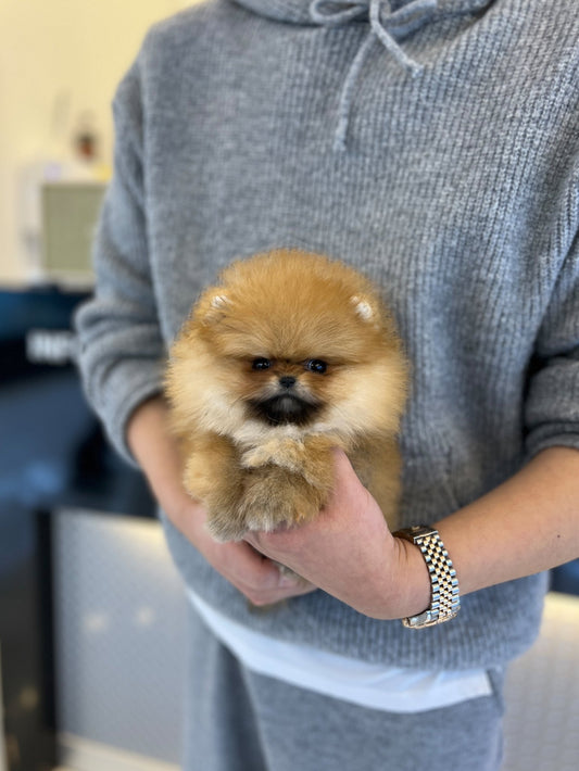 Pomeranian - Belly - Beautiful puppy teacup puppy with adorable features available for adoption from Velydog