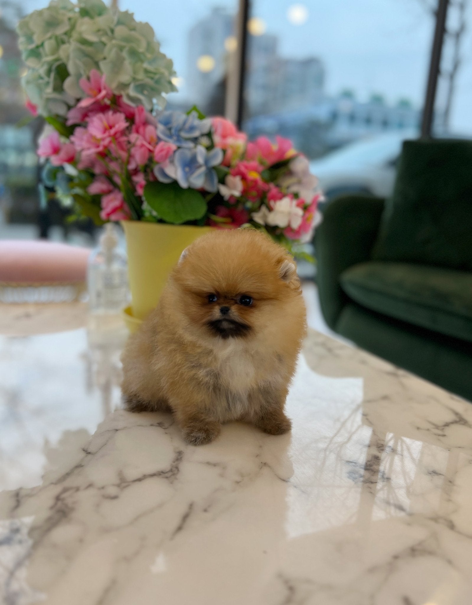 Pomeranian - Belly - Beautiful puppy teacup puppy with adorable features available for adoption from Velydog