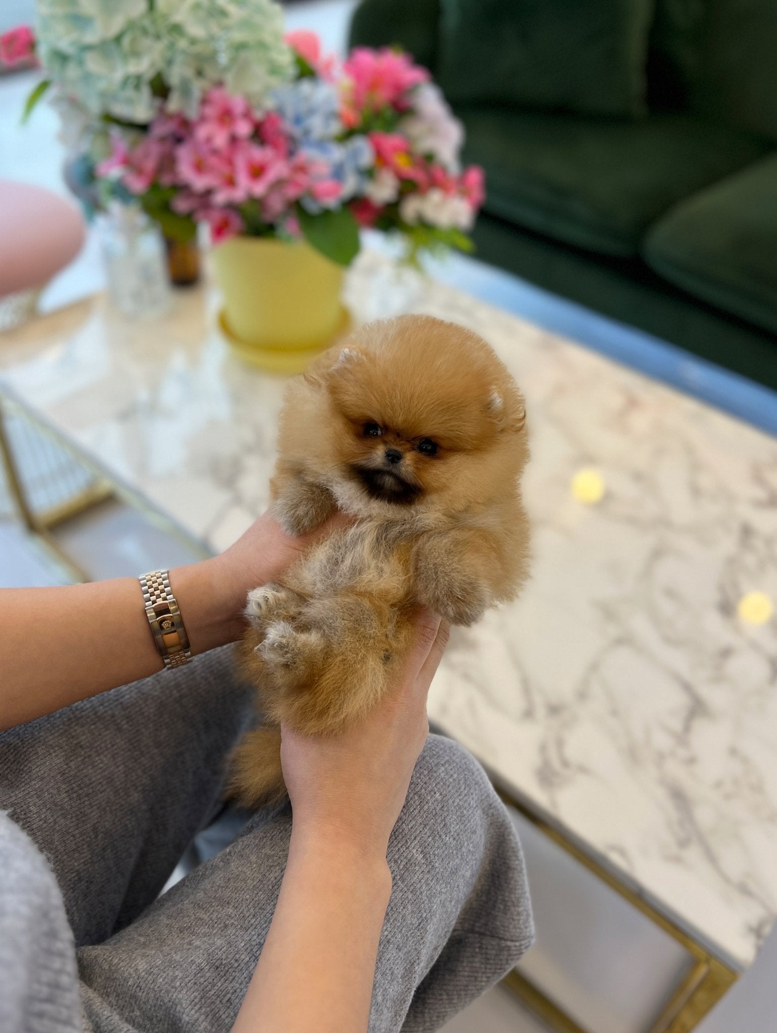 Pomeranian - Belly - Beautiful puppy teacup puppy with adorable features available for adoption from Velydog