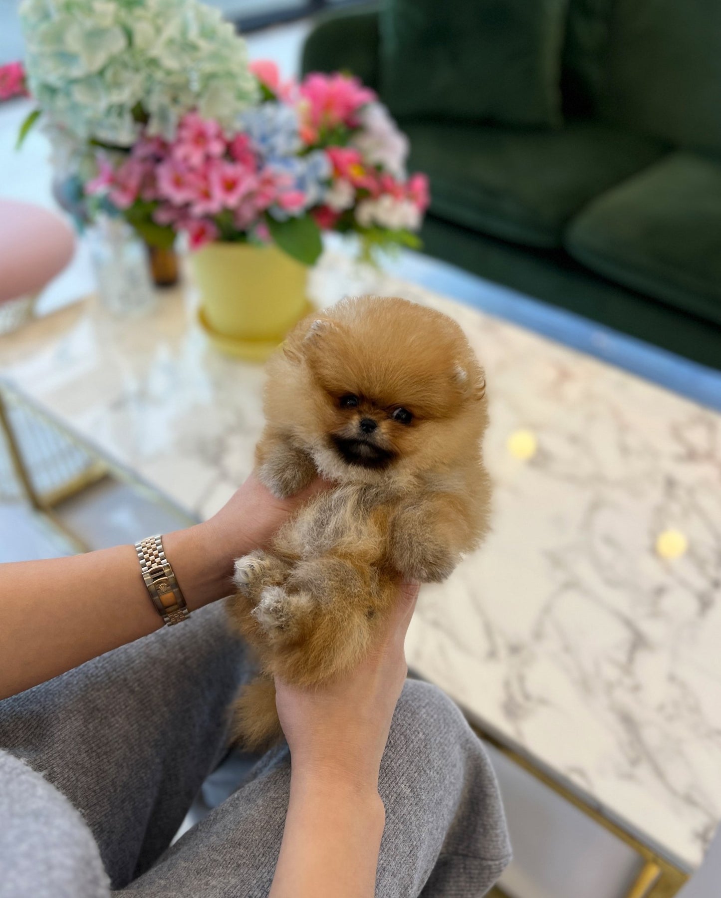 Pomeranian - Belly - Beautiful puppy teacup puppy with adorable features available for adoption from Velydog