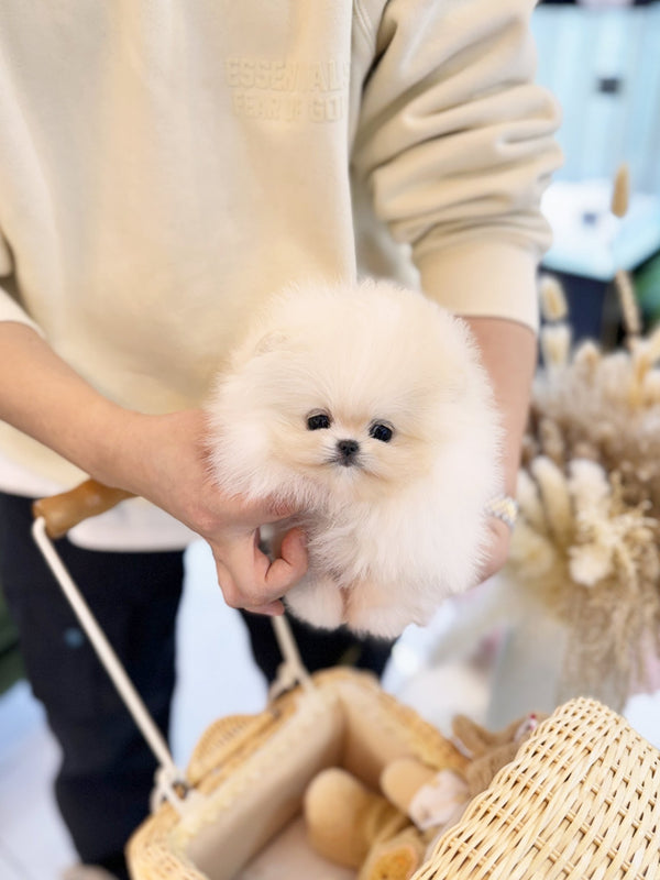 Pomeranian - Benjamin(Male) - Beautiful puppy teacup puppy with adorable features available for adoption from Velydog