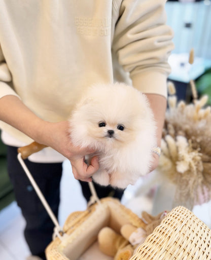 Pomeranian - Benjamin(Male) - Beautiful puppy teacup puppy with adorable features available for adoption from Velydog