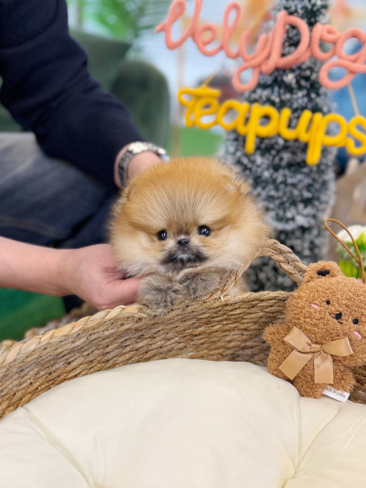 Pomeranian - Bentley(Male) - Beautiful puppy teacup puppy with adorable features available for adoption from Velydog