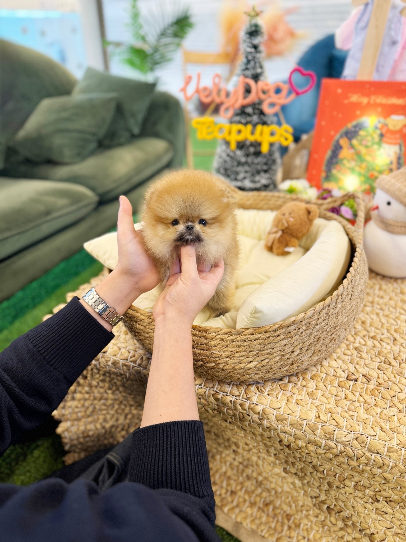 Pomeranian - Bentley(Male) - Beautiful puppy teacup puppy with adorable features available for adoption from Velydog