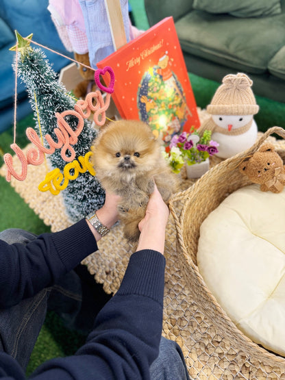 Pomeranian - Bentley(Male) - Beautiful puppy teacup puppy with adorable features available for adoption from Velydog