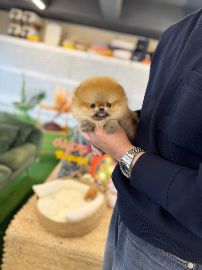 Pomeranian - Bentley(Male) - Beautiful puppy teacup puppy with adorable features available for adoption from Velydog