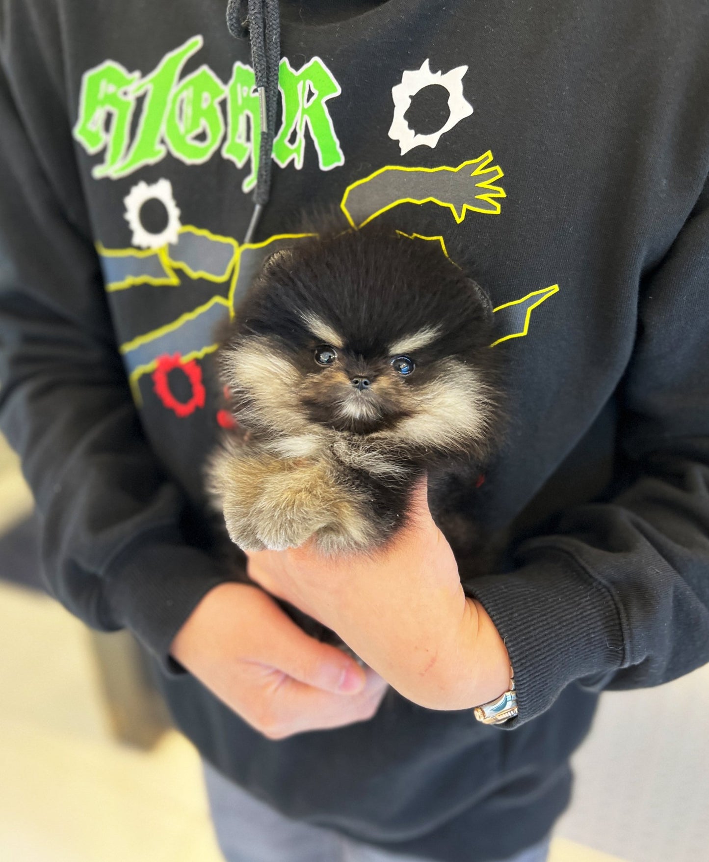 Pomeranian - Bently(Male) - Beautiful puppy teacup puppy with adorable features available for adoption from Velydog