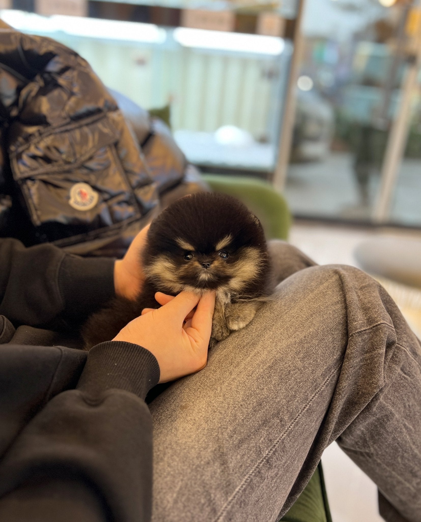 Pomeranian - Bently(Male) - Beautiful puppy teacup puppy with adorable features available for adoption from Velydog