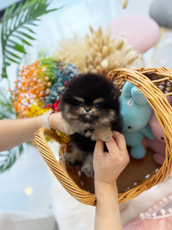 Pomeranian - Besty(Female) - Beautiful puppy teacup puppy with adorable features available for adoption from Velydog