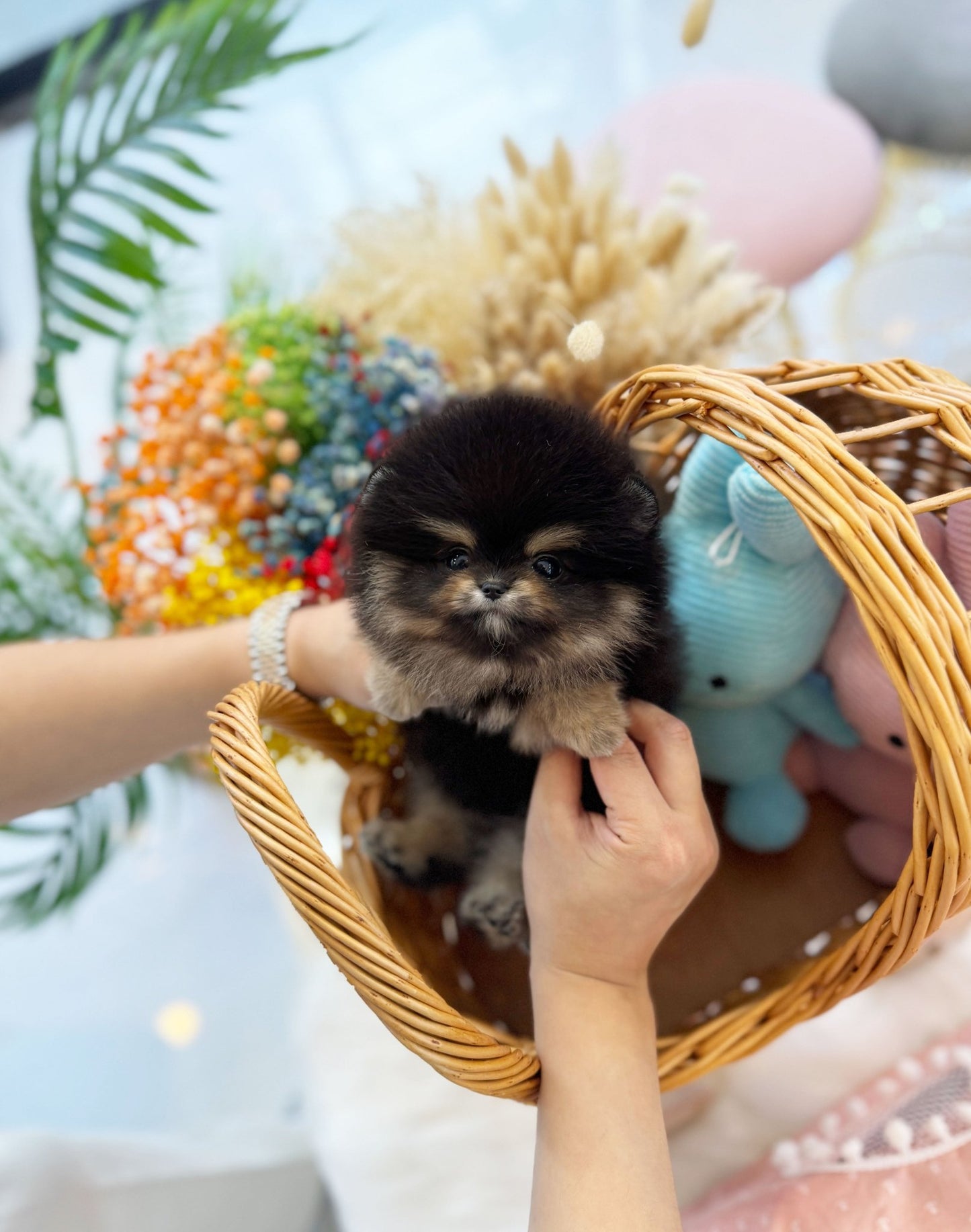 Pomeranian - Besty(Female) - Beautiful puppy teacup puppy with adorable features available for adoption from Velydog