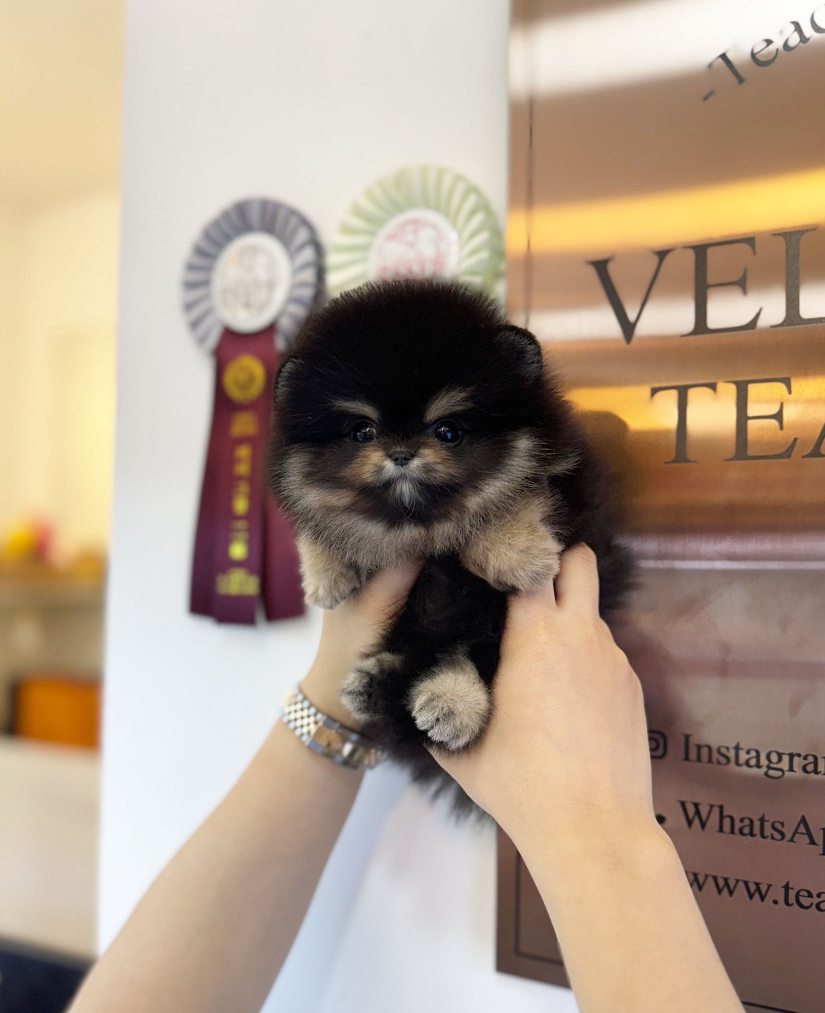 Pomeranian - Besty(Female) - Beautiful puppy teacup puppy with adorable features available for adoption from Velydog