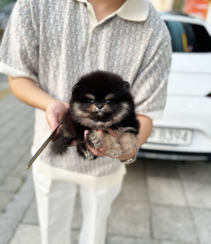 Pomeranian - Besty(Female) - Beautiful puppy teacup puppy with adorable features available for adoption from Velydog