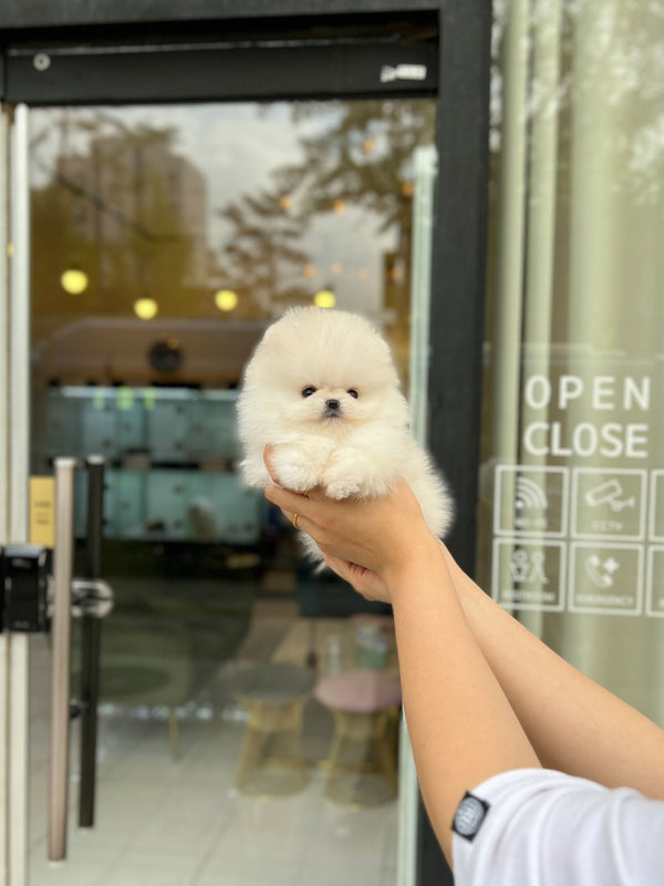 Pomeranian - Bom(Female) - Beautiful puppy teacup puppy with adorable features available for adoption from Velydog