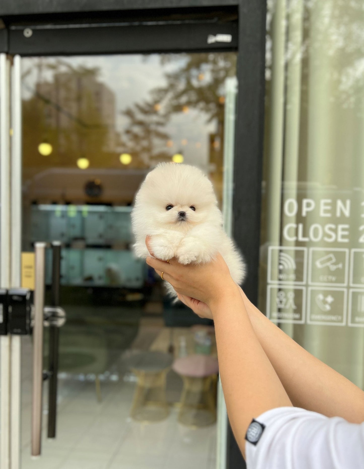 Pomeranian - Bom(Female) - Beautiful puppy teacup puppy with adorable features available for adoption from Velydog