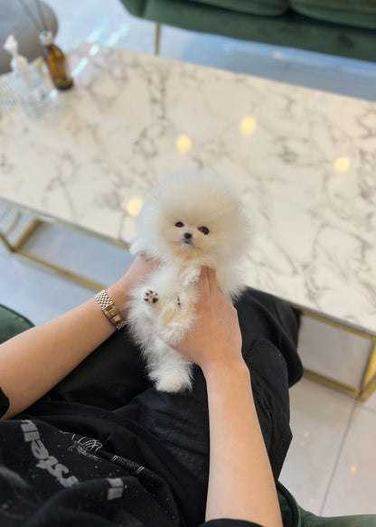 Pomeranian - Bom(Female) - Beautiful puppy teacup puppy with adorable features available for adoption from Velydog