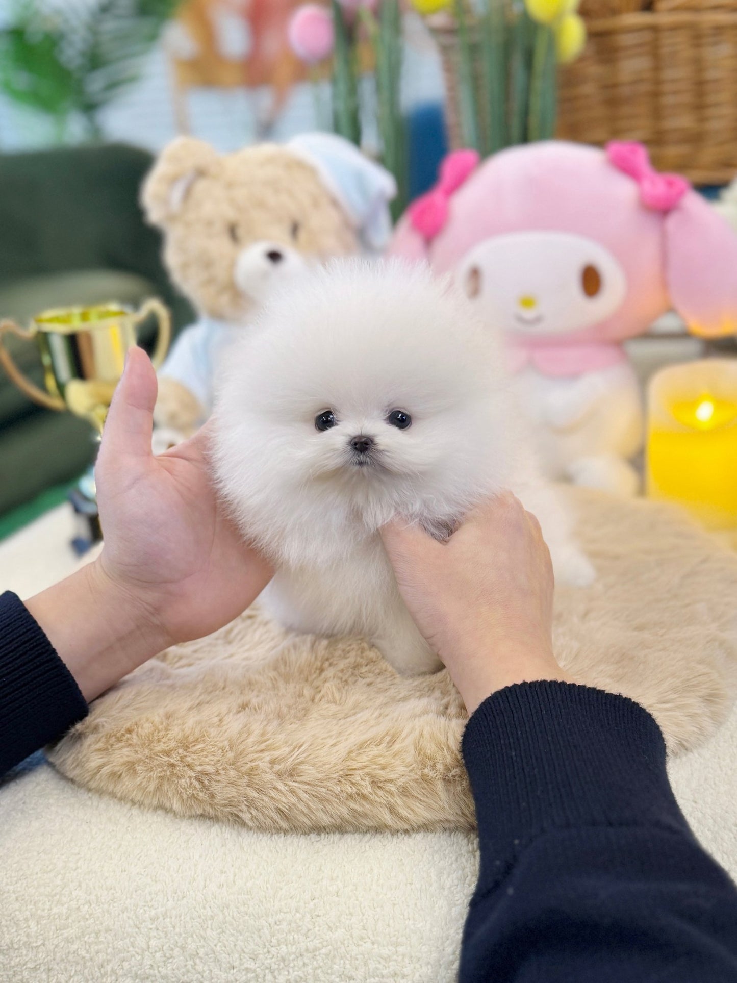 Pomeranian - Bom(Female) - Beautiful puppy teacup puppy with adorable features available for adoption from Velydog