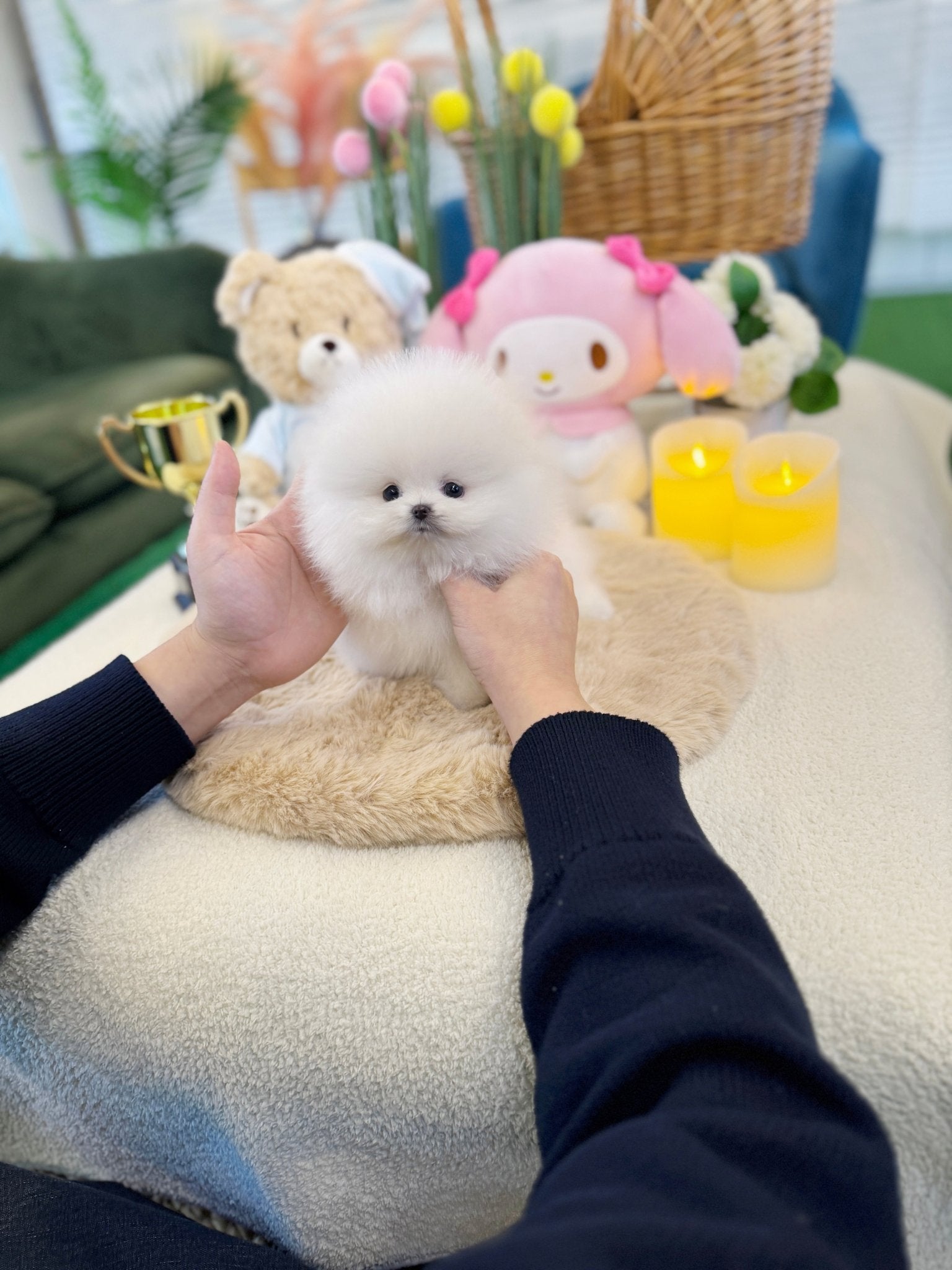 Pomeranian - Bom(Female) - Beautiful puppy teacup puppy with adorable features available for adoption from Velydog