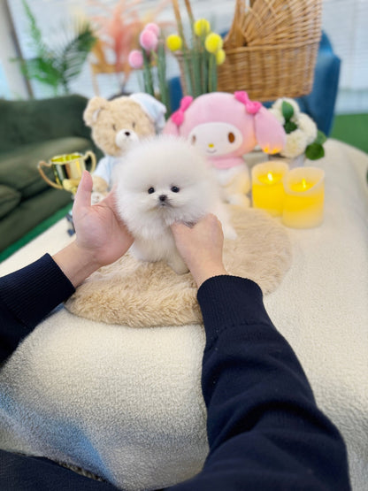 Pomeranian - Bom(Female) - Beautiful puppy teacup puppy with adorable features available for adoption from Velydog