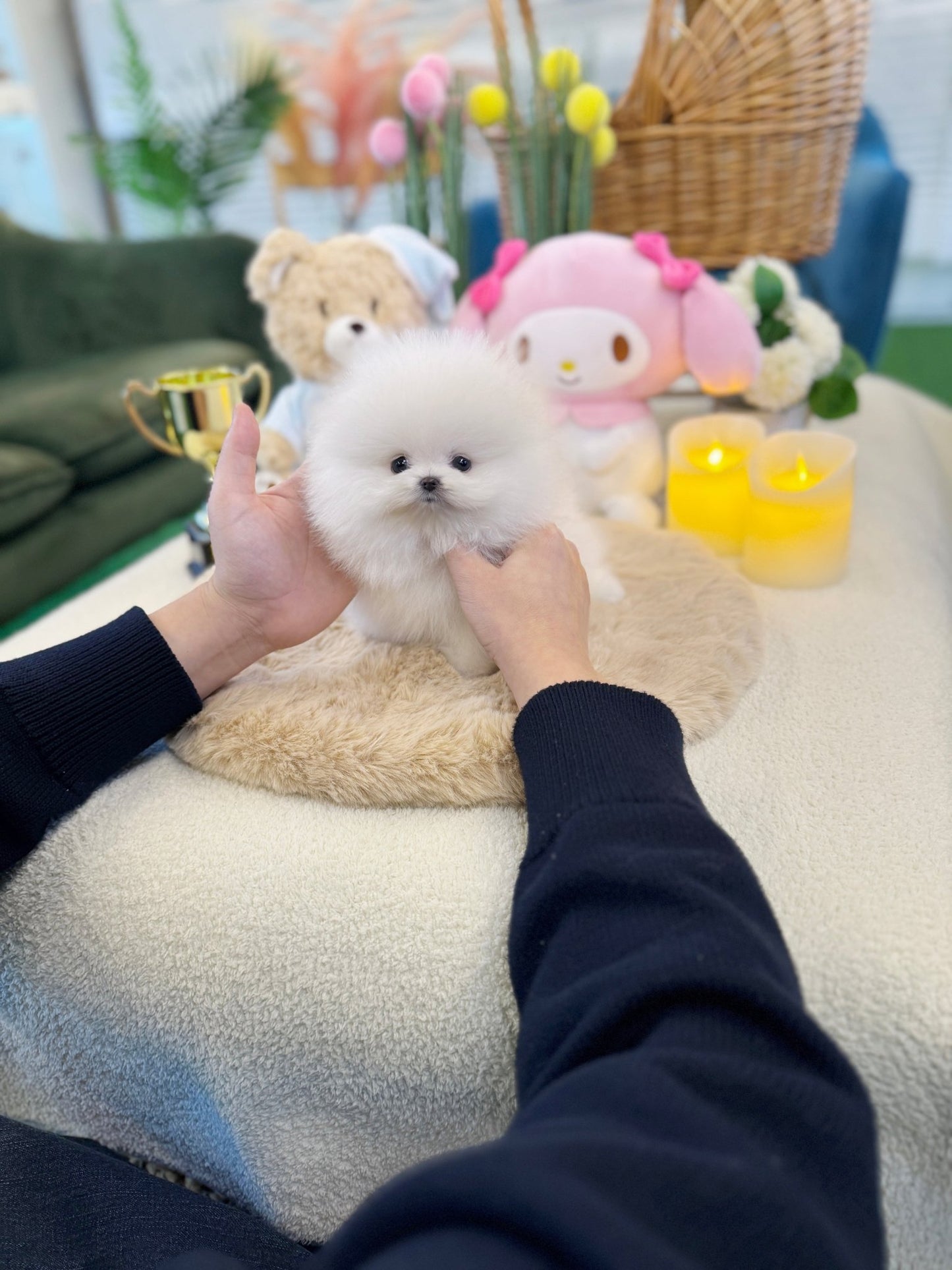 Pomeranian - Bom(Female) - Beautiful puppy teacup puppy with adorable features available for adoption from Velydog