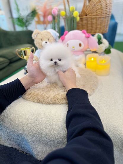 Pomeranian - Bom(Female) - Beautiful puppy teacup puppy with adorable features available for adoption from Velydog