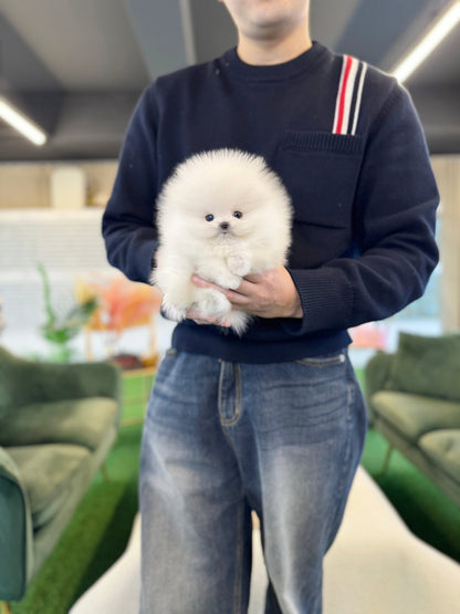 Pomeranian - Bom(Female) - Beautiful puppy teacup puppy with adorable features available for adoption from Velydog
