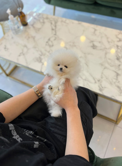 Pomeranian - Bom(Female) - Beautiful puppy teacup puppy with adorable features available for adoption from Velydog