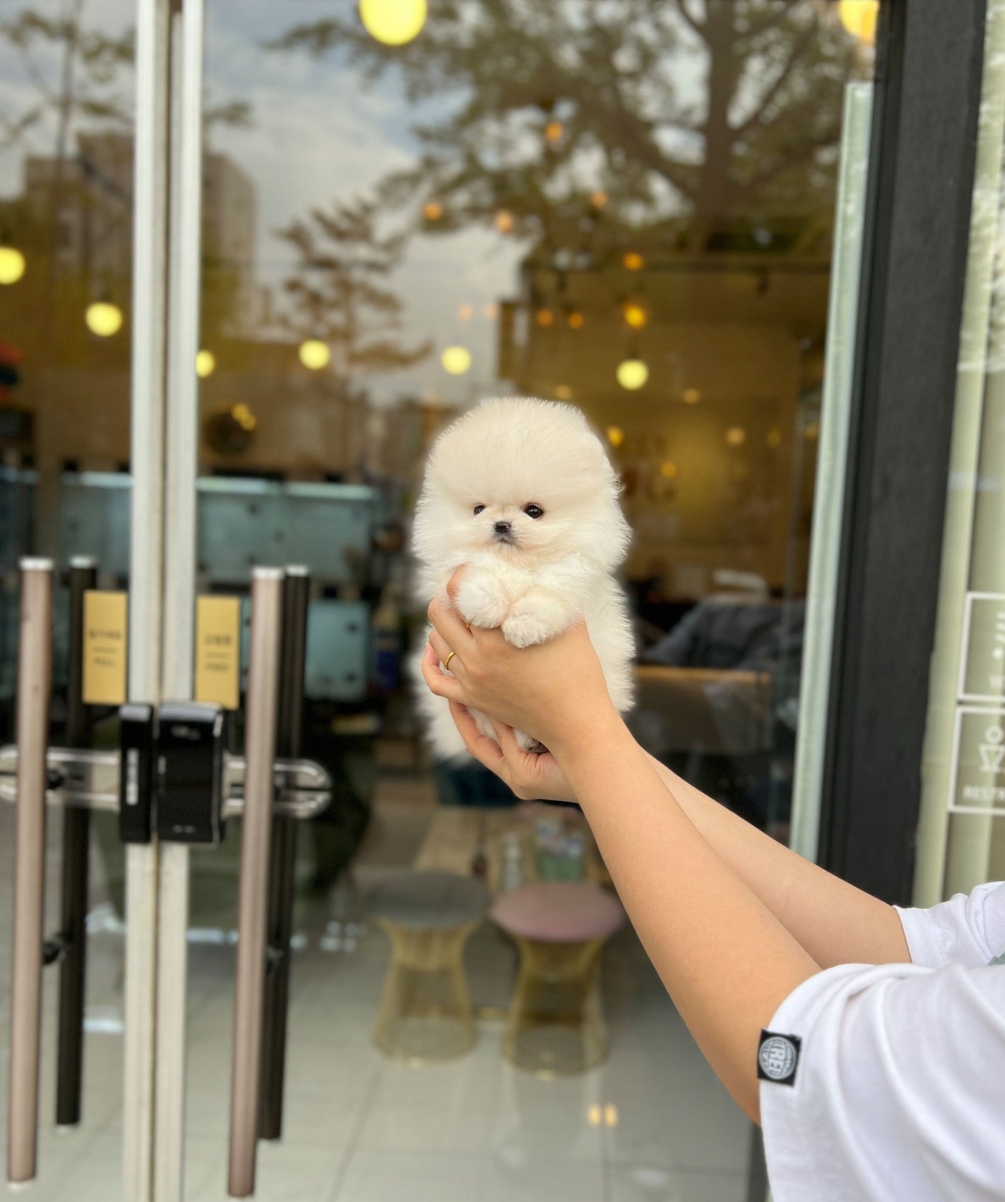 Pomeranian - Bom(Female) - Beautiful puppy teacup puppy with adorable features available for adoption from Velydog