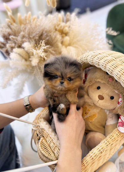 Pomeranian - Bonnie(Female) - Beautiful puppy teacup puppy with adorable features available for adoption from Velydog