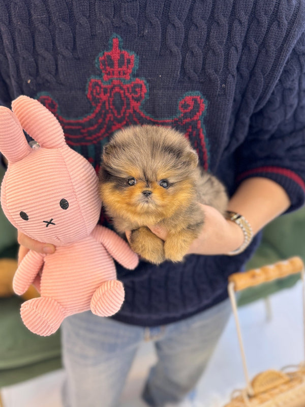 Pomeranian - Bonnie(Female) - Beautiful puppy teacup puppy with adorable features available for adoption from Velydog