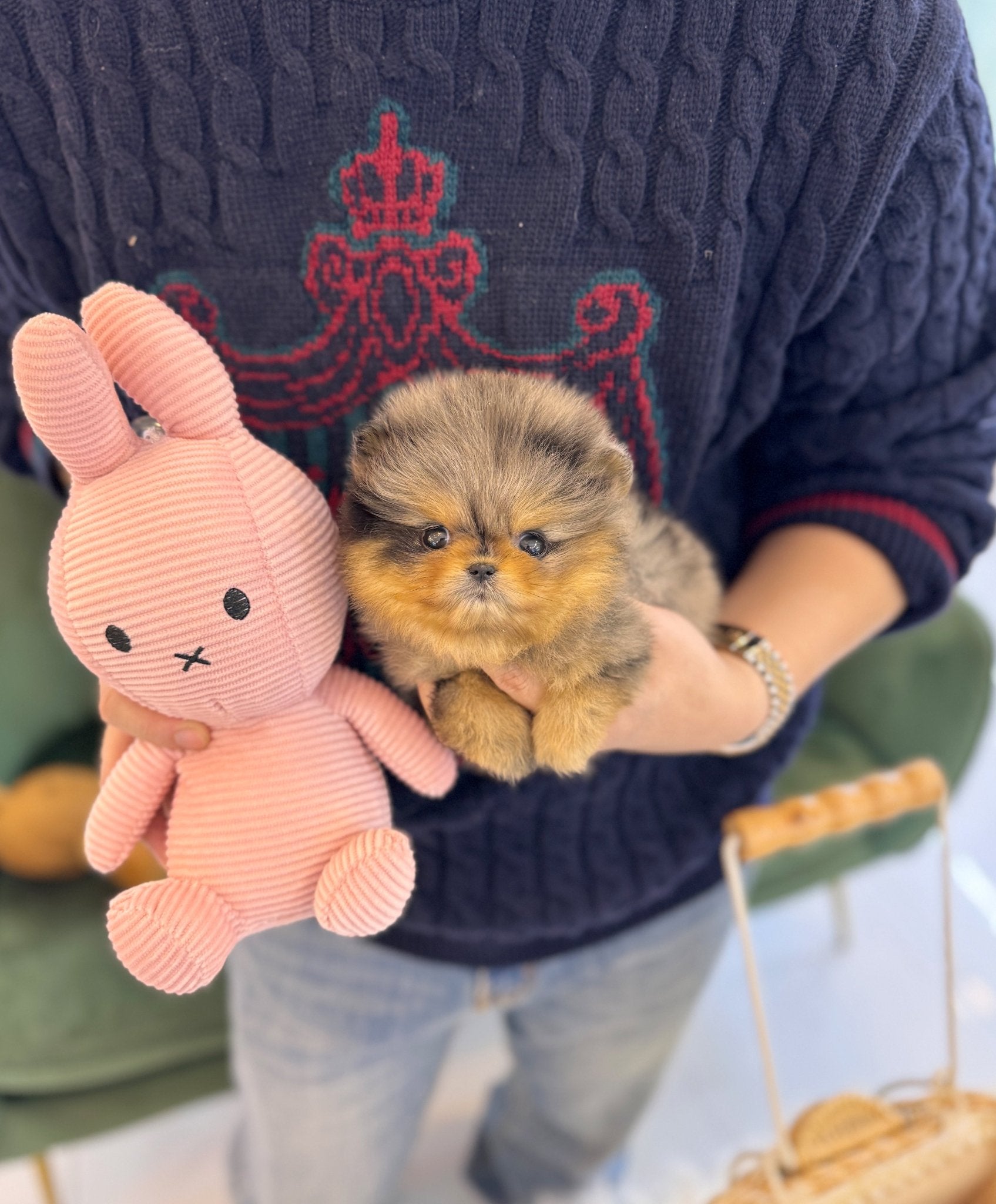 Pomeranian - Bonnie(Female) - Beautiful puppy teacup puppy with adorable features available for adoption from Velydog