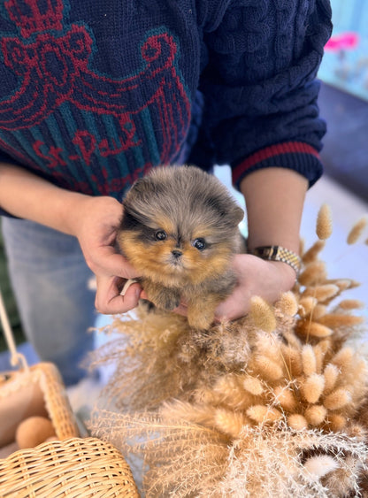 Pomeranian - Bonnie(Female) - Beautiful puppy teacup puppy with adorable features available for adoption from Velydog