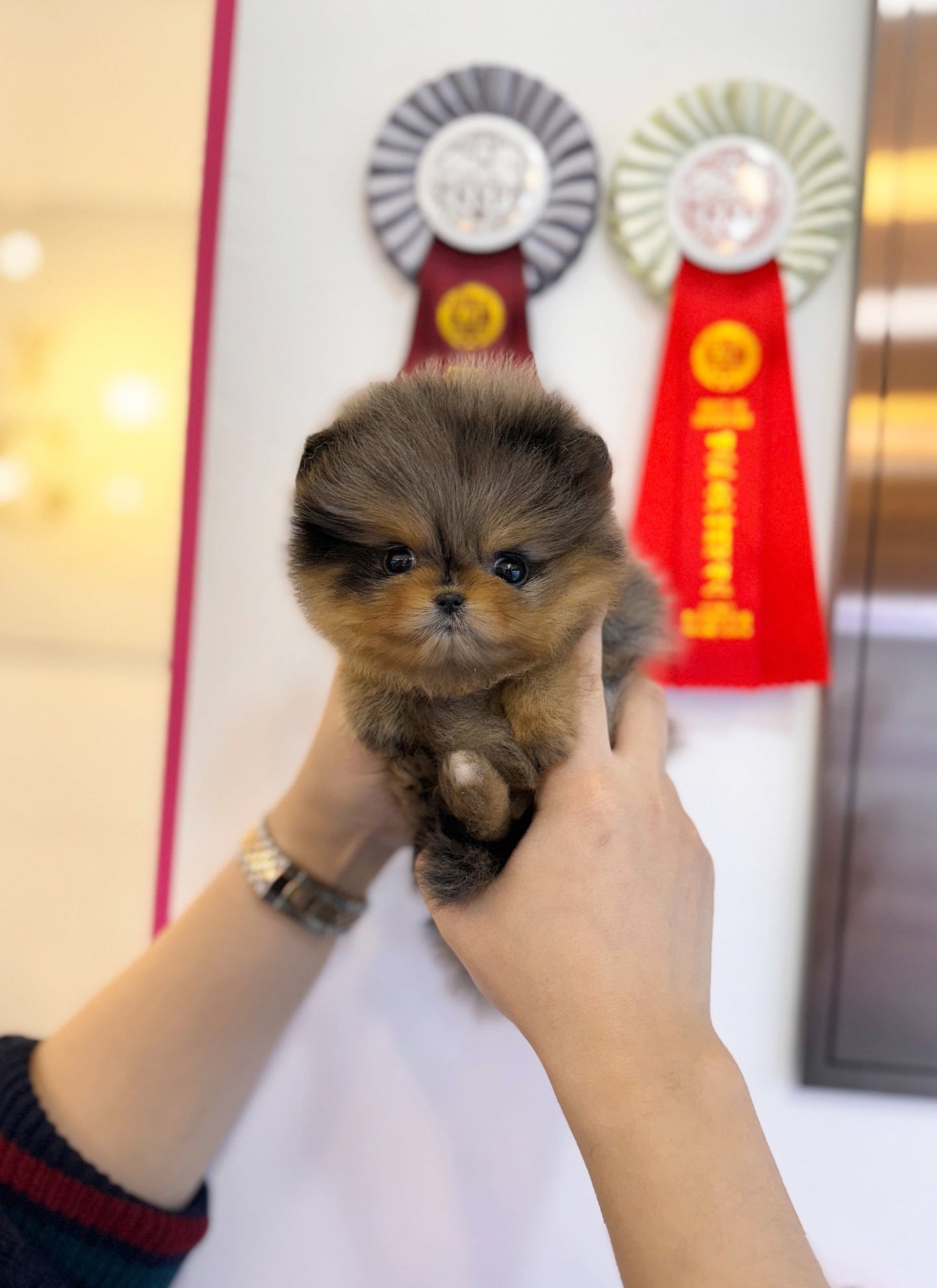 Pomeranian - Bonnie(Female) - Beautiful puppy teacup puppy with adorable features available for adoption from Velydog