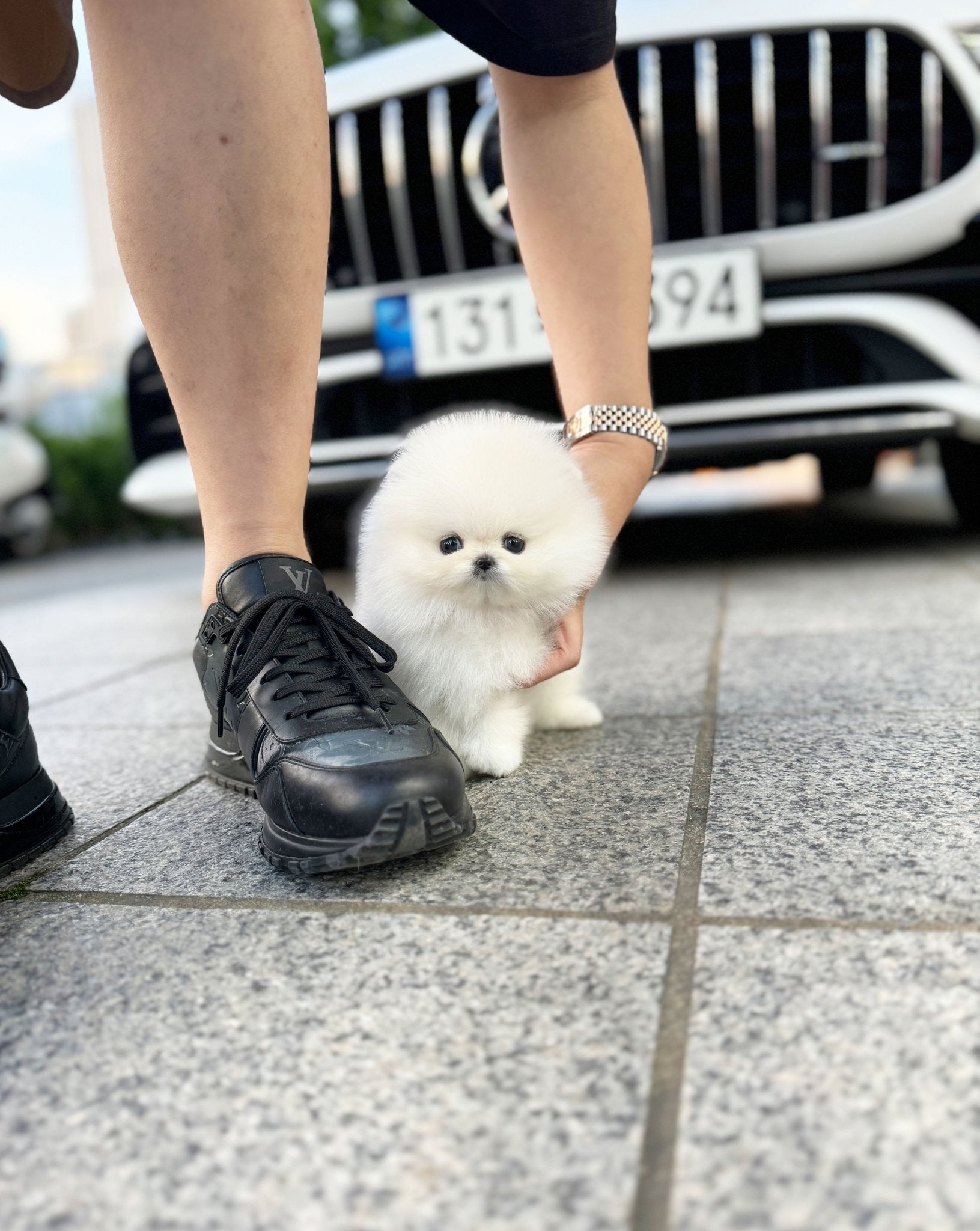 Pomeranian - Boo(Female) - Beautiful puppy teacup puppy with adorable features available for adoption from Velydog