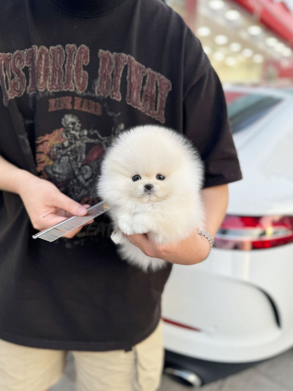 Pomeranian - Boo(Female) - Beautiful puppy teacup puppy with adorable features available for adoption from Velydog