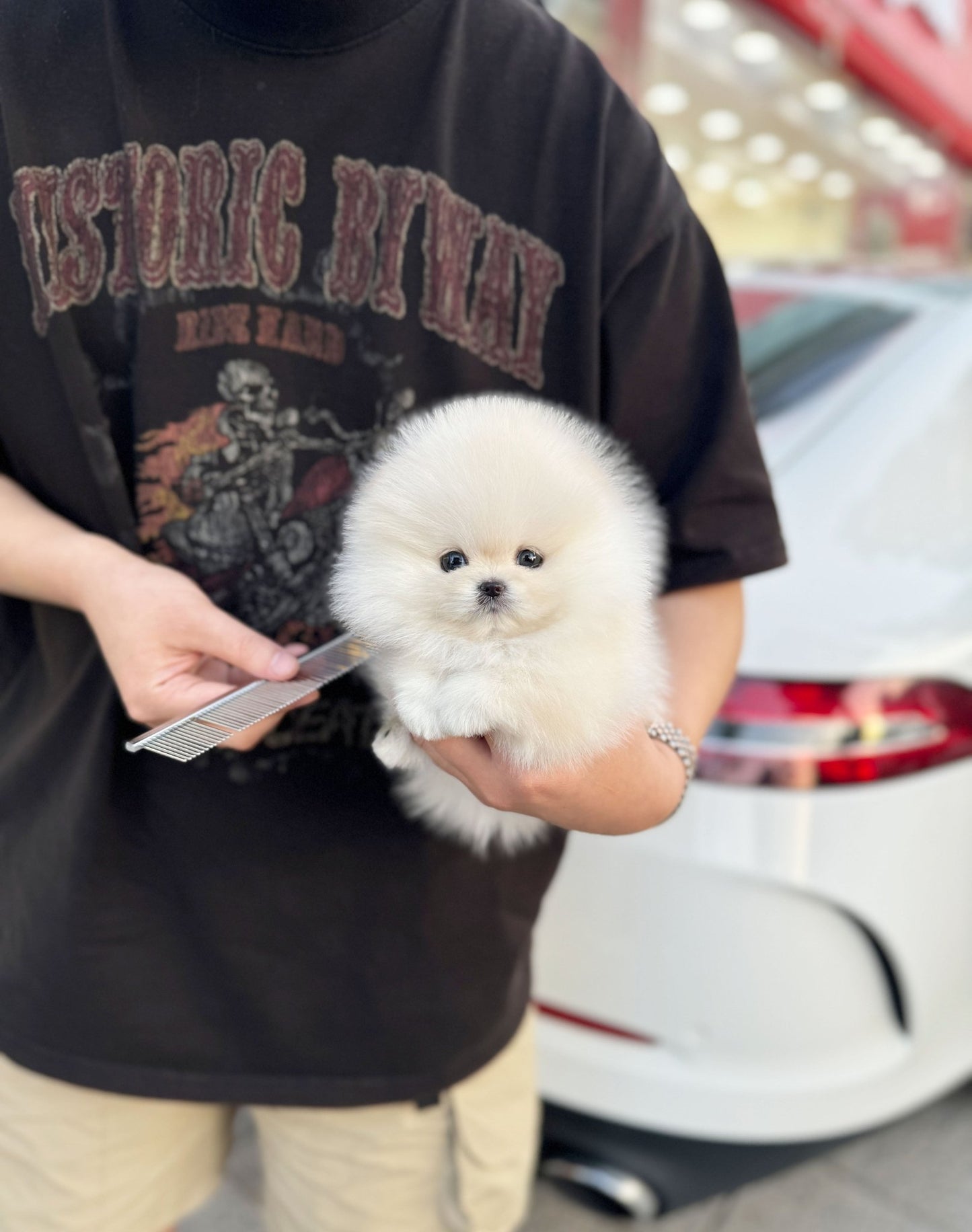 Pomeranian - Boo(Female) - Beautiful puppy teacup puppy with adorable features available for adoption from Velydog