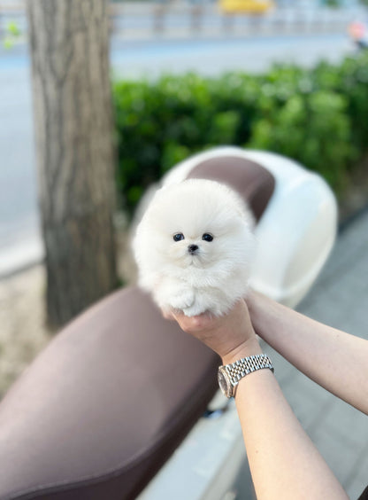 Pomeranian - Boo(Female) - Beautiful puppy teacup puppy with adorable features available for adoption from Velydog